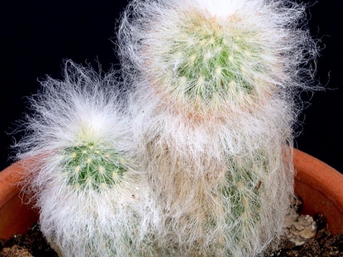 Tipos de cactus: ¿cómo se llaman cactus domésticos?