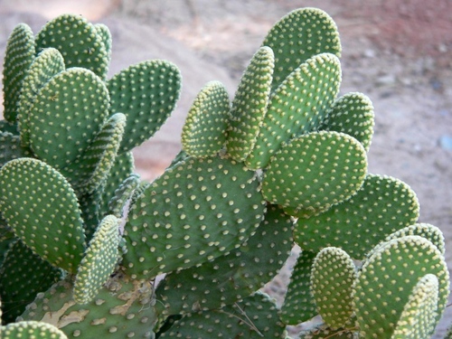 Tipos de cactus: ¿cómo se llaman cactus domésticos?