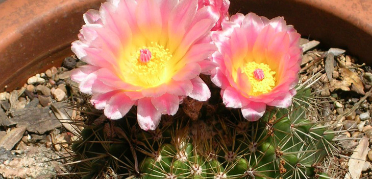 Tipos de cactus: ¿cómo se llaman cactus domésticos?