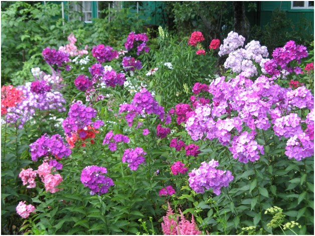 Crecer phlox adecuadamente