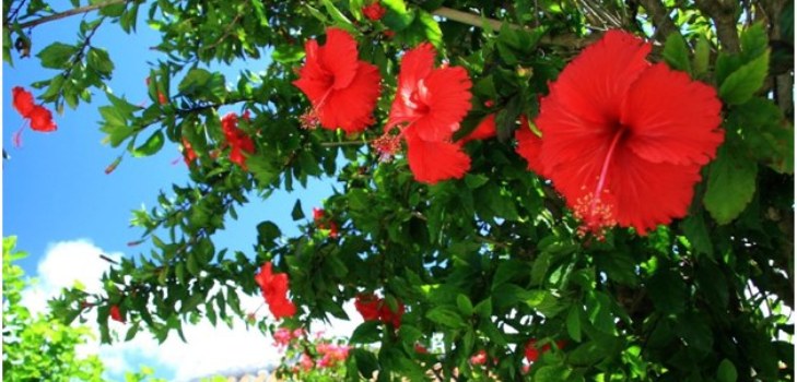 Flores de hibisco