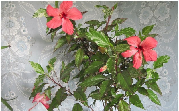 hibisco en la casa