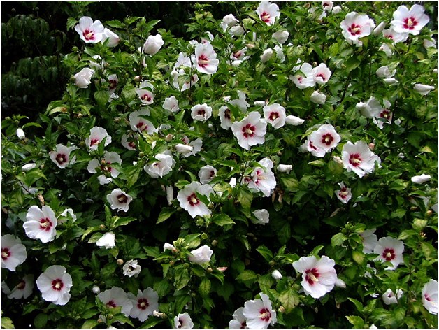flores blancas