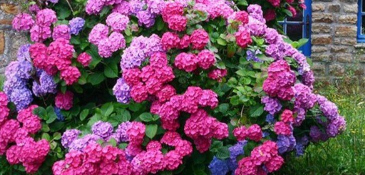 flores hortensias