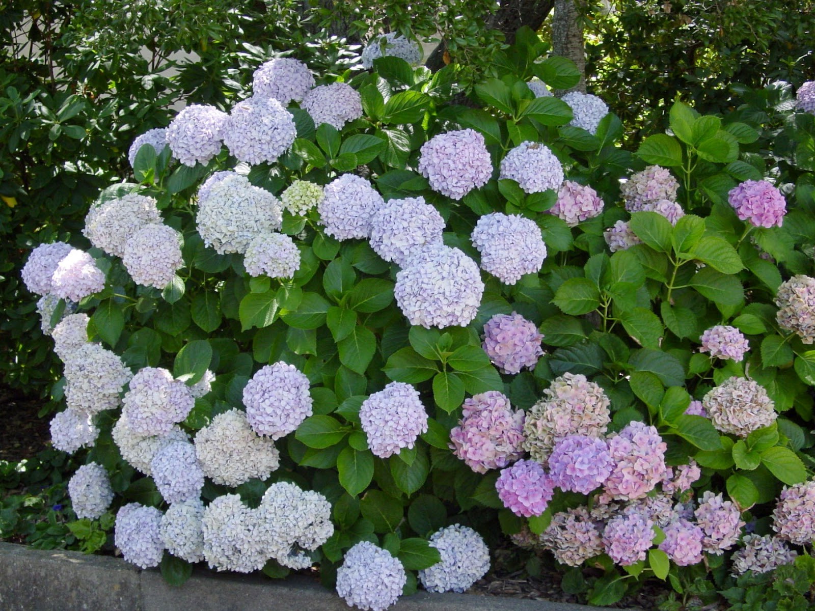 arbusto de hortensia
