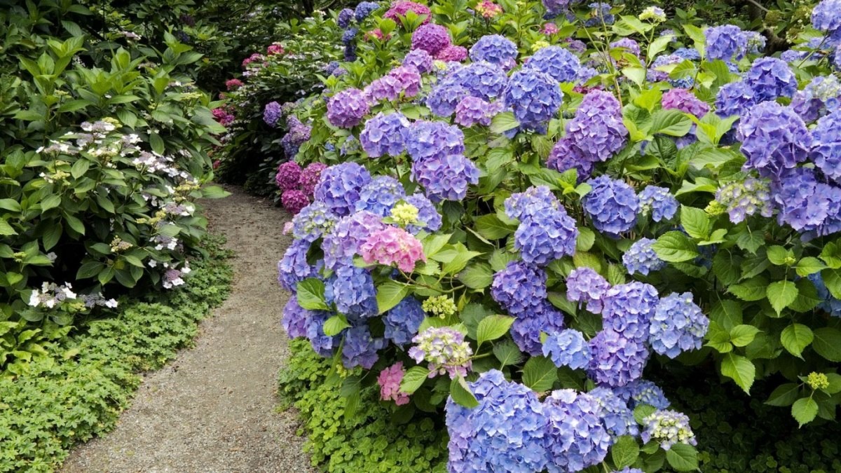 muchos colores