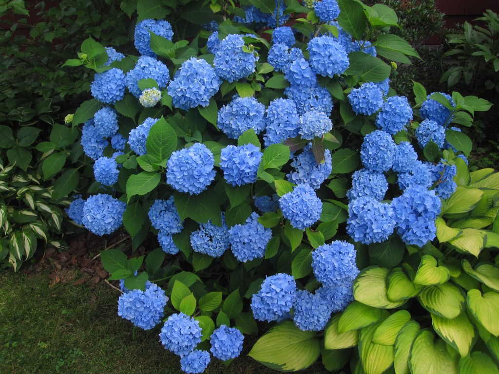 Cultivo de hortensias en casa