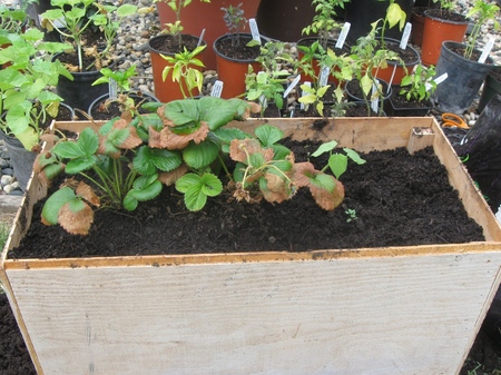 Cultiva fresas y fresas en el alféizar de la ventana