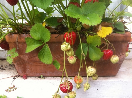 Cultiva fresas y fresas en el alféizar de la ventana