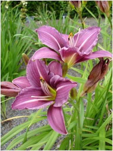 daylily bien cuidado