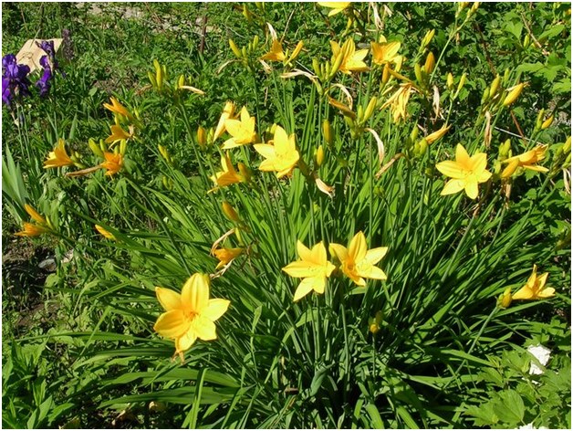 cría daylily