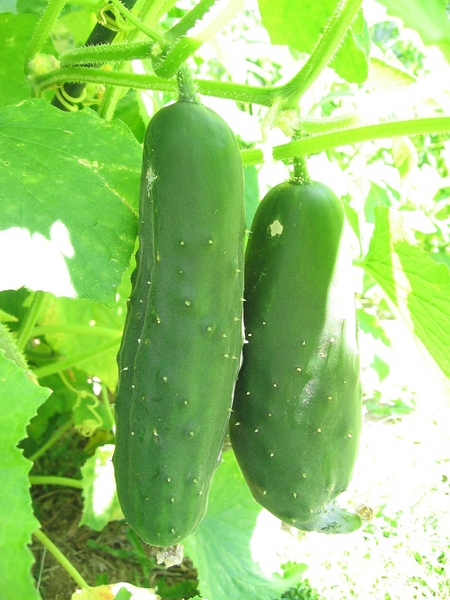 Cultivo de vegetales en el alféizar de la ventana