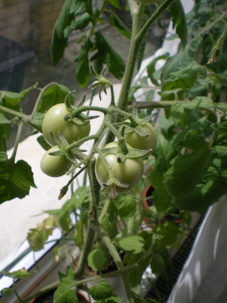 Cultivo de vegetales en el alféizar de la ventana