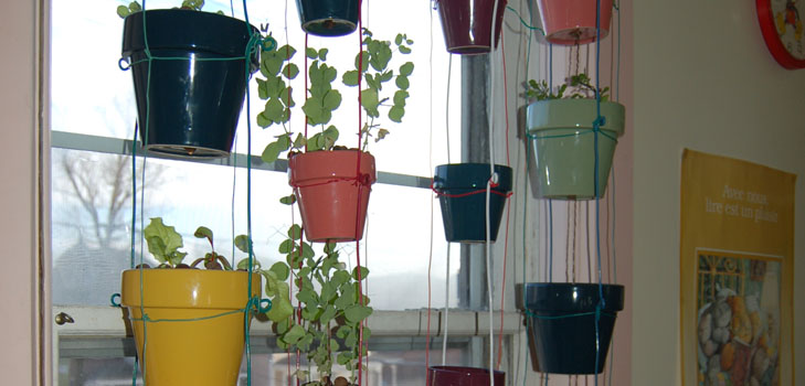 Cultivo de vegetales en el alféizar de la ventana