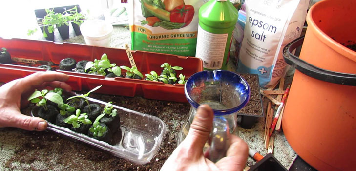 Crecer verde en el alféizar de la ventana