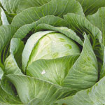 ¿Cómo cultivar repollo blanco?