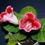 Cultivo de gloxinas