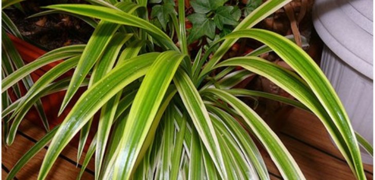 planta chlorophytum