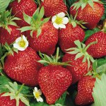 Cultivo de fresas y fresas