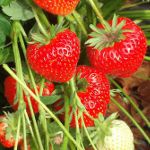 Cultivo de fresas en tecnología holandesa Cultivo de fresas en tecnología holandesa