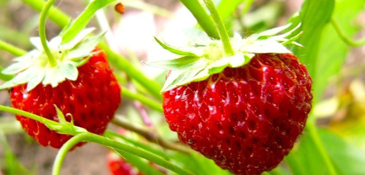 Cultivo de fresas en un invernadero