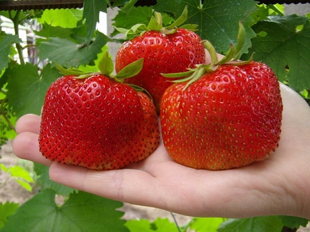 Cultivo de fresas en un invernadero