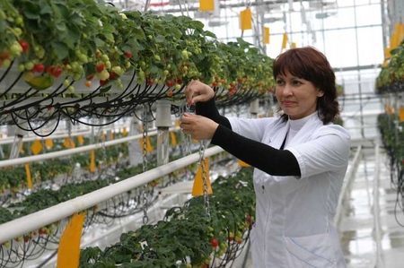 Cultivo de fresas en un invernadero