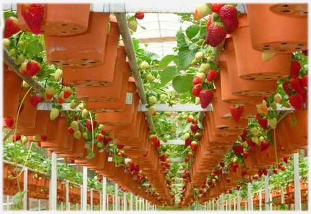 Cultivo de fresas en un invernadero