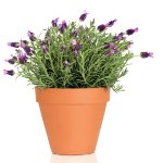 Creciendo lavanda en casa Creciendo lavanda en casa
