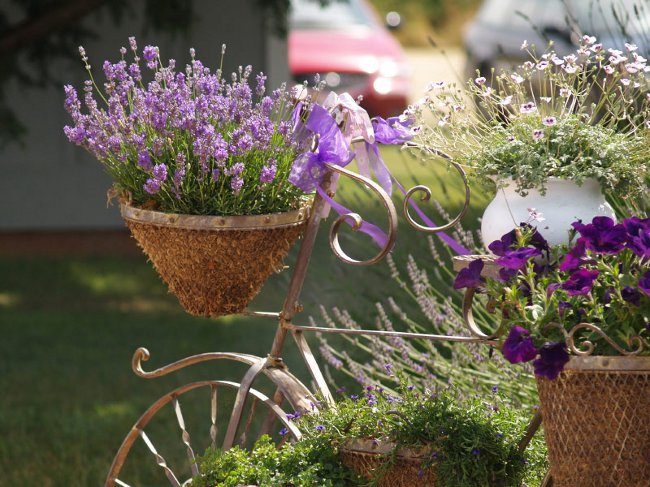 Creciendo lavanda en casa Creciendo lavanda en casa