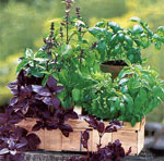 Cultivo de vegetales y hierbas en el hogar Cultivo de vegetales y hierbas en el hogar