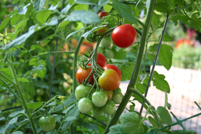 Cultivo de vegetales y hierbas en el hogar