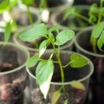 Cultivo de plántulas de pimiento