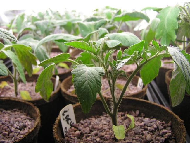 Cultivo de plántulas de tomate: Parte 1