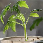 Cultivo de plántulas de tomate