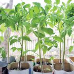 Cultivo de plántulas de tomate