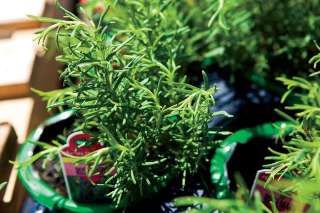 Cultivo de romero Cultivo de romero
