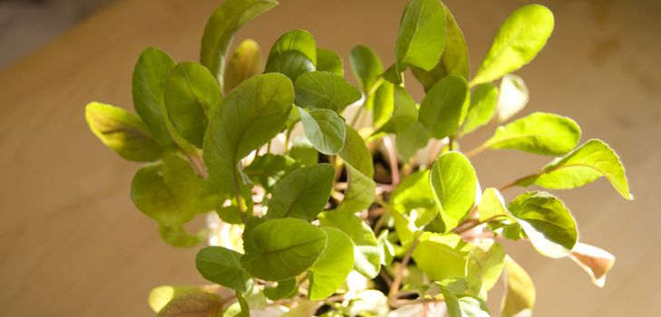 Cultivo de rúcula en casa