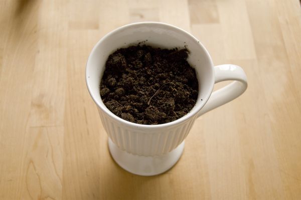Cultivo de rúcula en casa