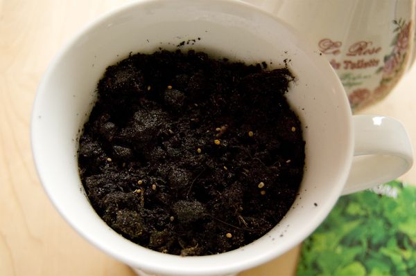Cultivo de rúcula en casa