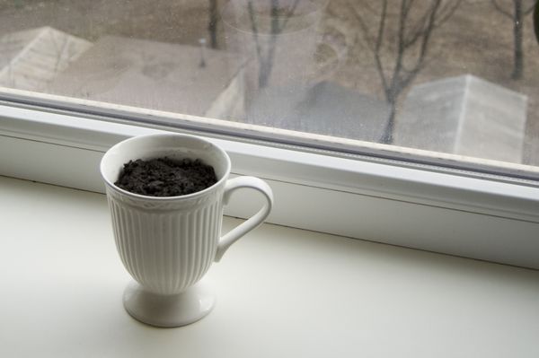 Cultivo de rúcula en casa
