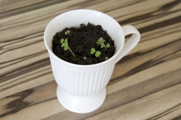 Cultivo de rúcula en casa