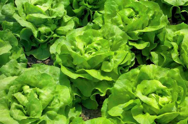 Crecer ensalada en teoría y práctica, consejos útiles y recomendaciones