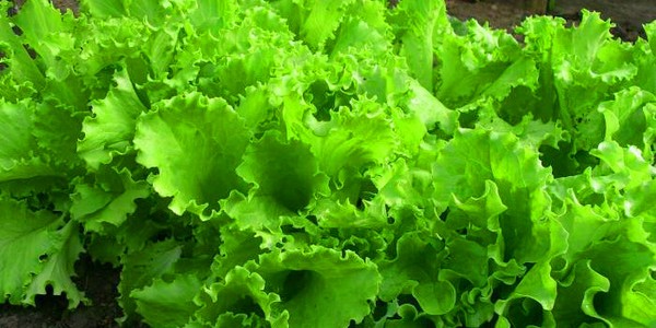 Crecer ensalada en teoría y práctica, consejos útiles y recomendaciones