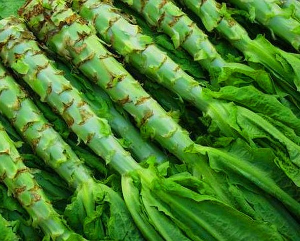 Crecer ensalada en teoría y práctica, consejos útiles y recomendaciones
