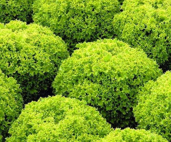 Crecer ensalada en teoría y práctica, consejos útiles y recomendaciones