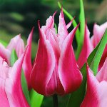 Cultivo de tulipanes en el jardín Cultivo de tulipanes en el jardín