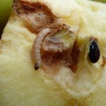 Fruta de la Manzana