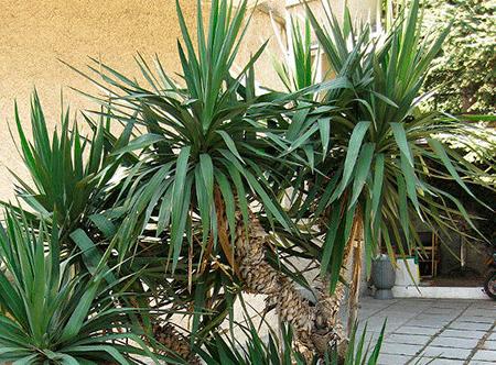 Yuca en casa: cuidado y reproducción