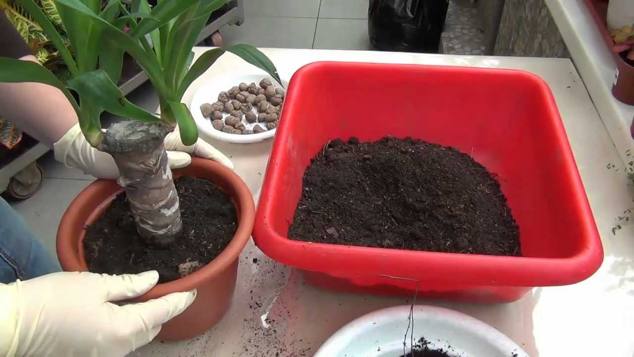 Yuca en casa: cuidado y reproducción